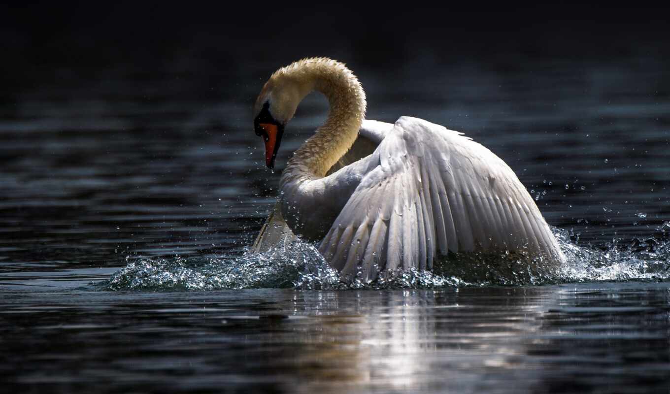 bird, beautiful, swan, narrow