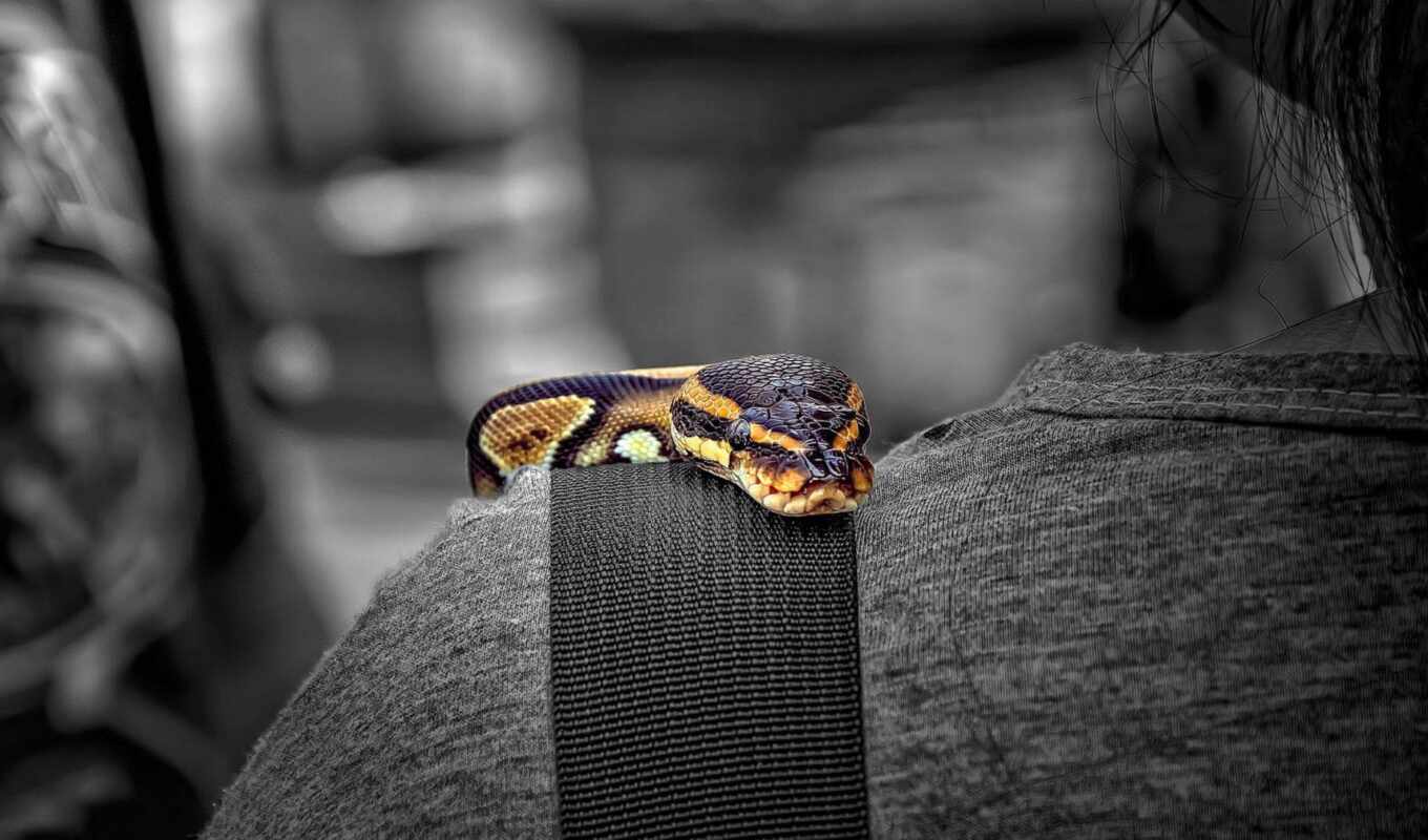 snake, color, shoulder