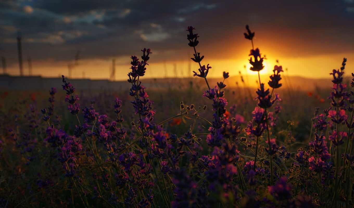 цветы, закат, lavender, oir