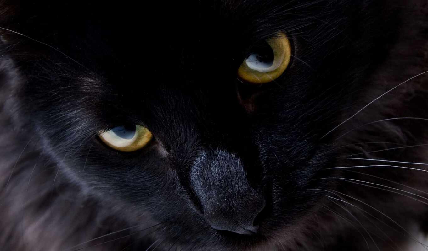 negro, gato