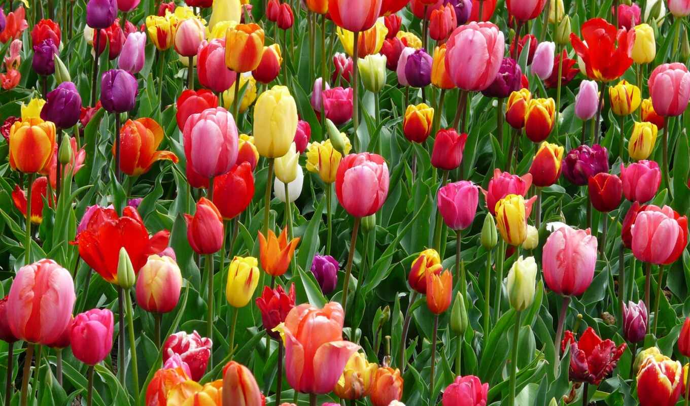 flowers, tulip