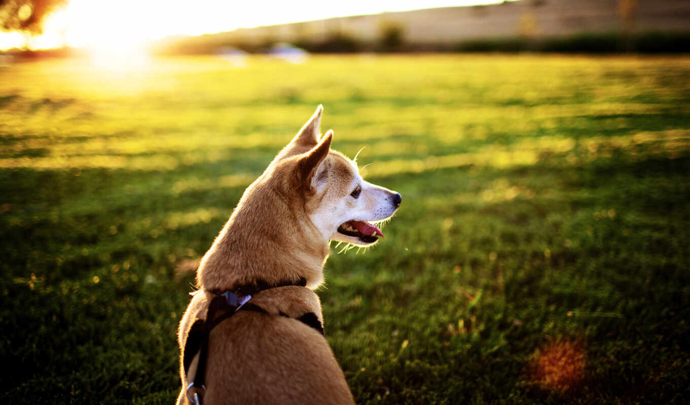 grass, sunset, field, dog, rest, animal, sit, language