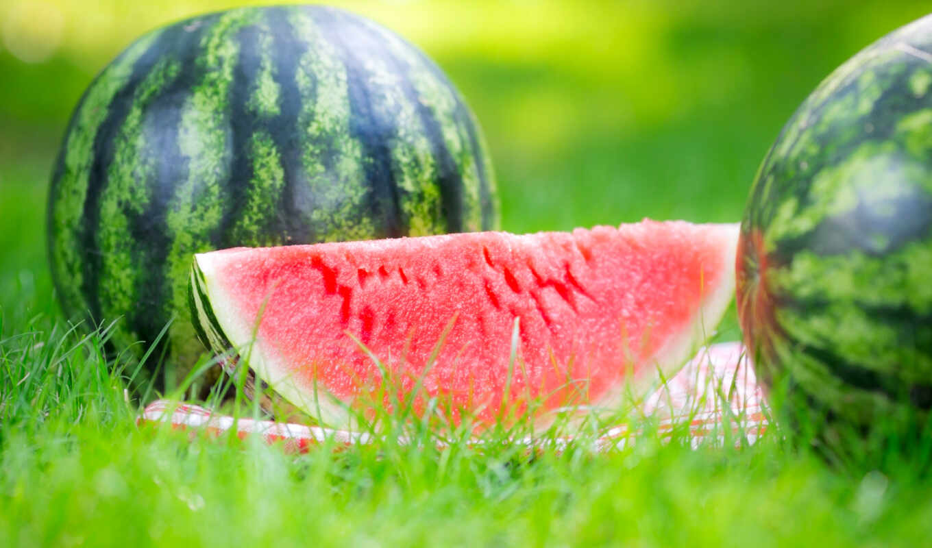 meal, picture, piece, watermelon, watermelons