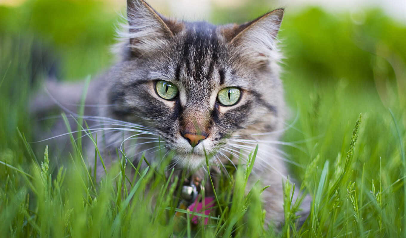 cats, cats, cats, zhivotnye, grass, womanadvice, eating