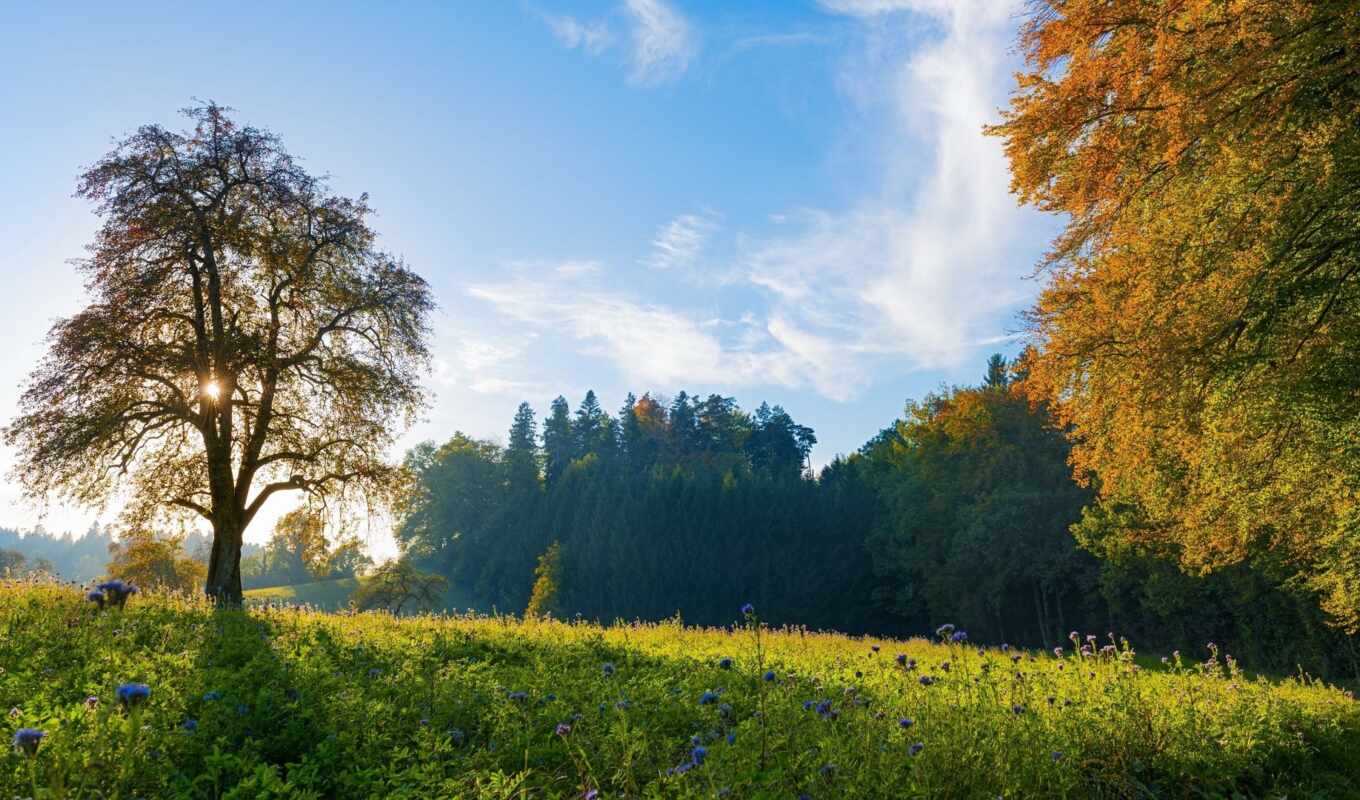 sky, landscapes-, landscape, autumn, swiss, trees, meadows, in the morning, blue, basil, frilancers