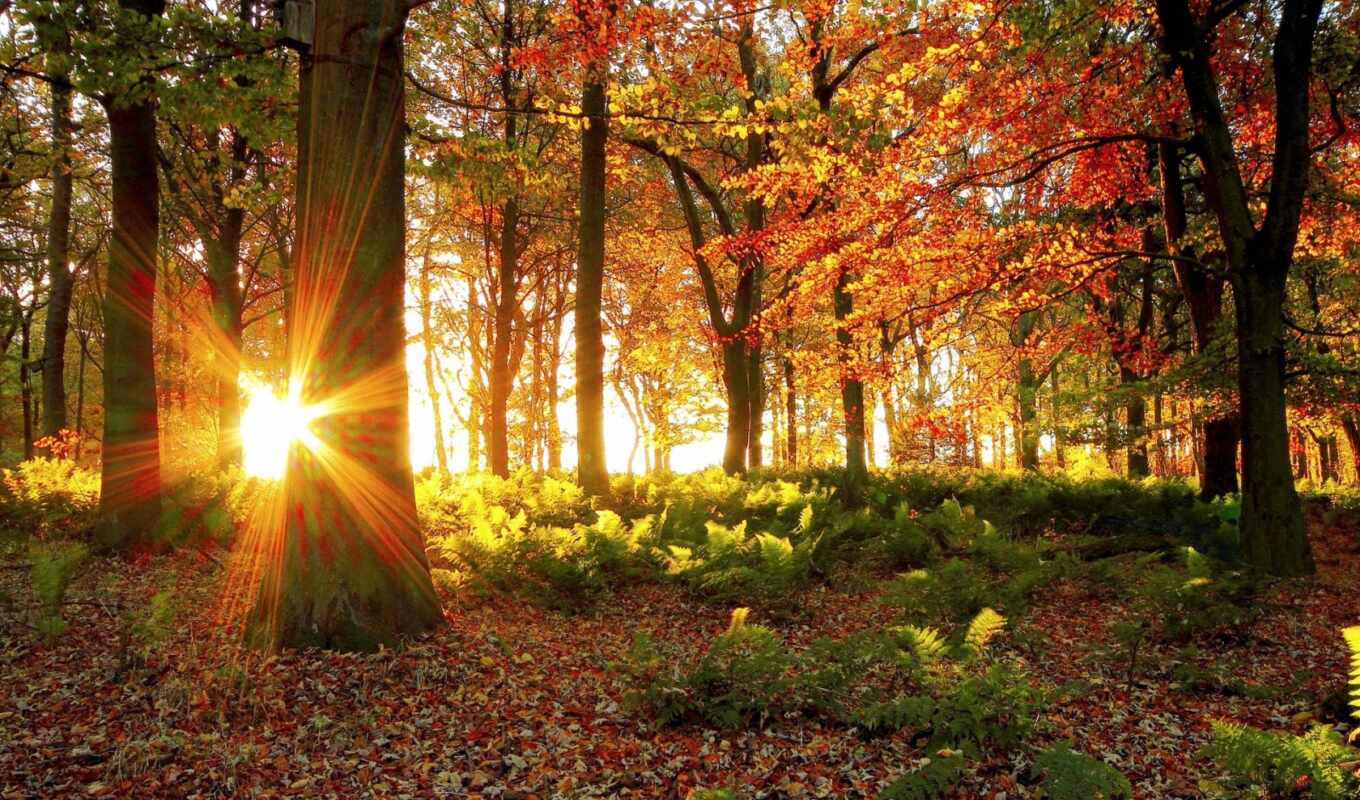 природа, sun, лес, осень, trees, солнца, rays, солнечные, лучах, фотообои