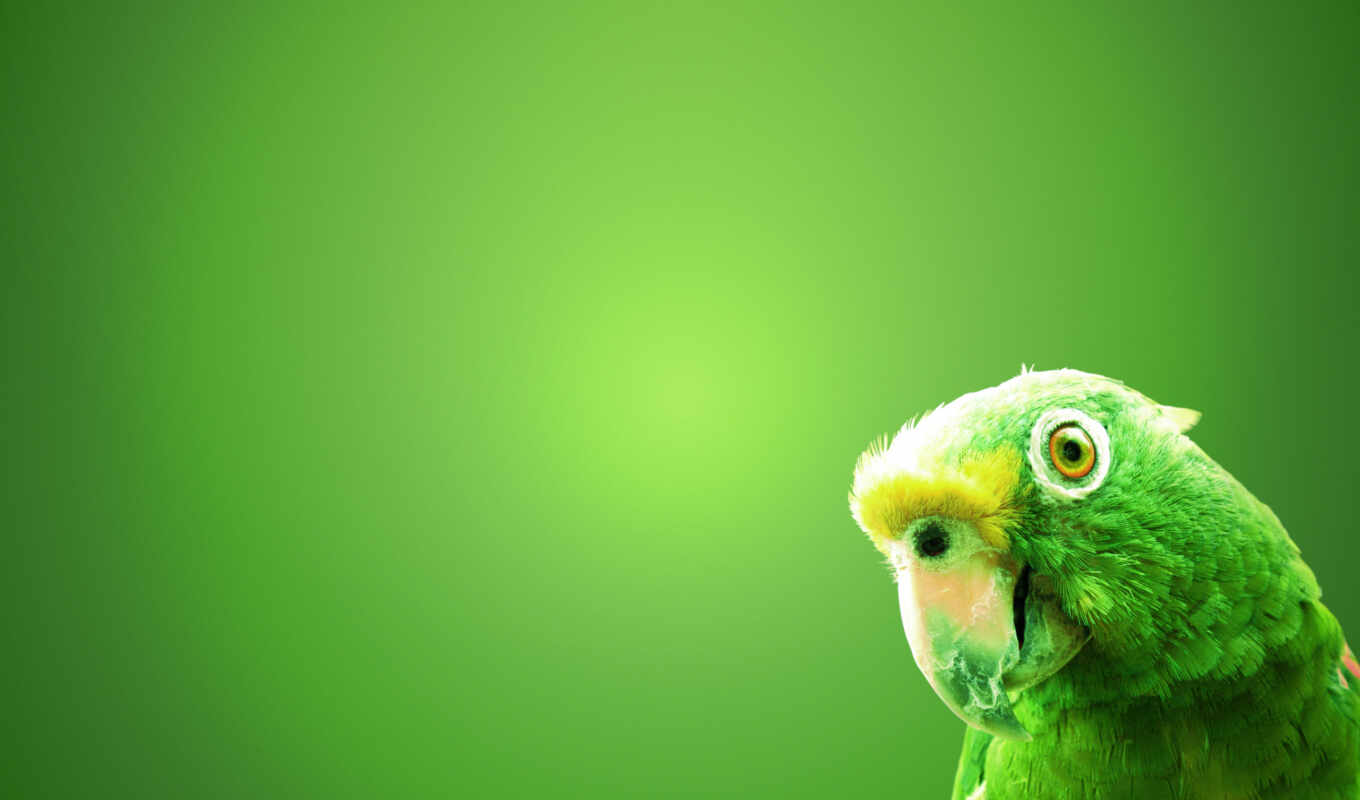 зелёный, высоком, птица, попугай, клюв, zhivotnye