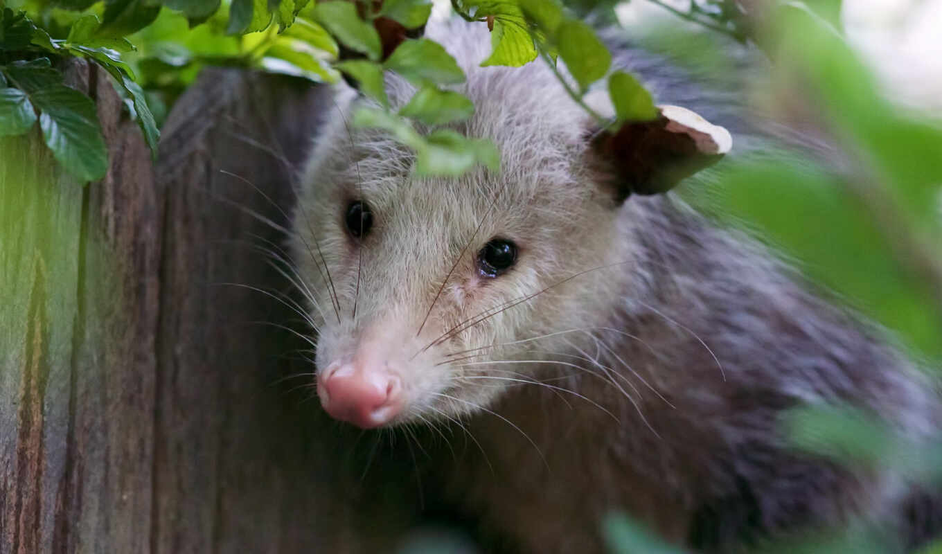 view, background, a laptop, comment, abyss, possum, rate, possum