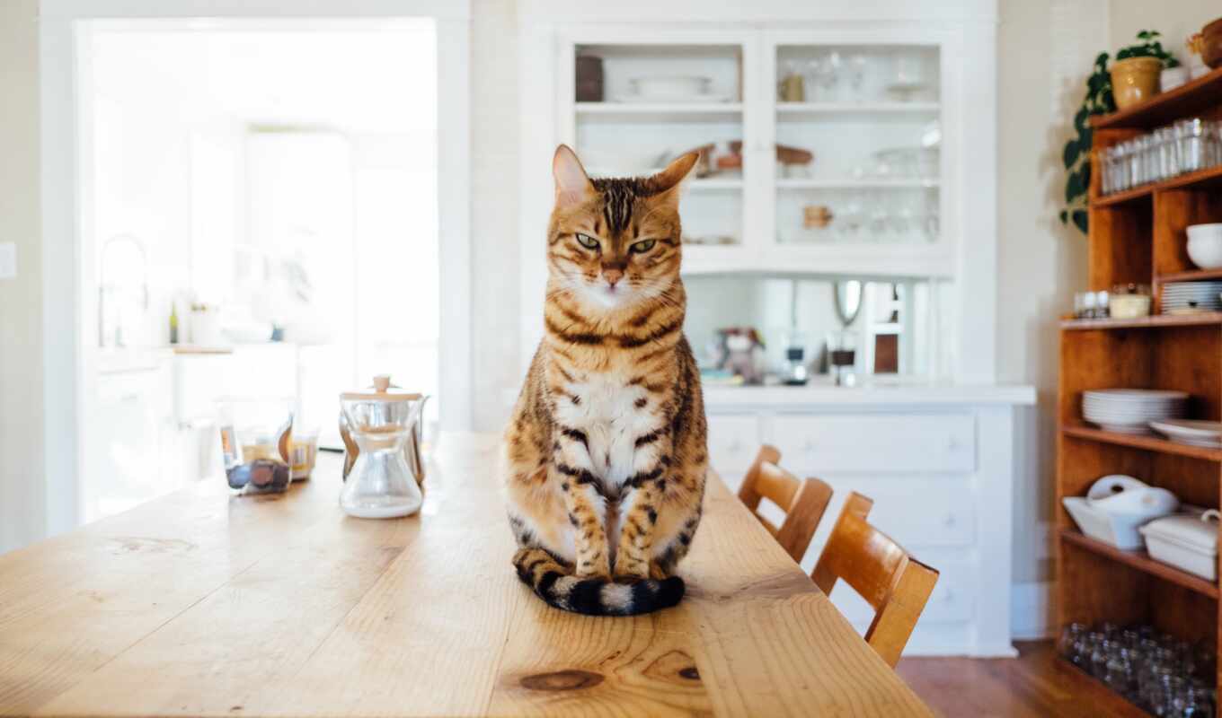 кот, kitchen, путь, many, health, useful, стол, pridumat