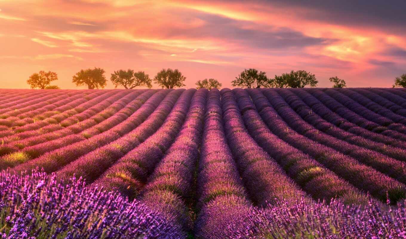 небо, summer, дерево, purple, поле, облако, мудрец, weed, lavender, stlatsya