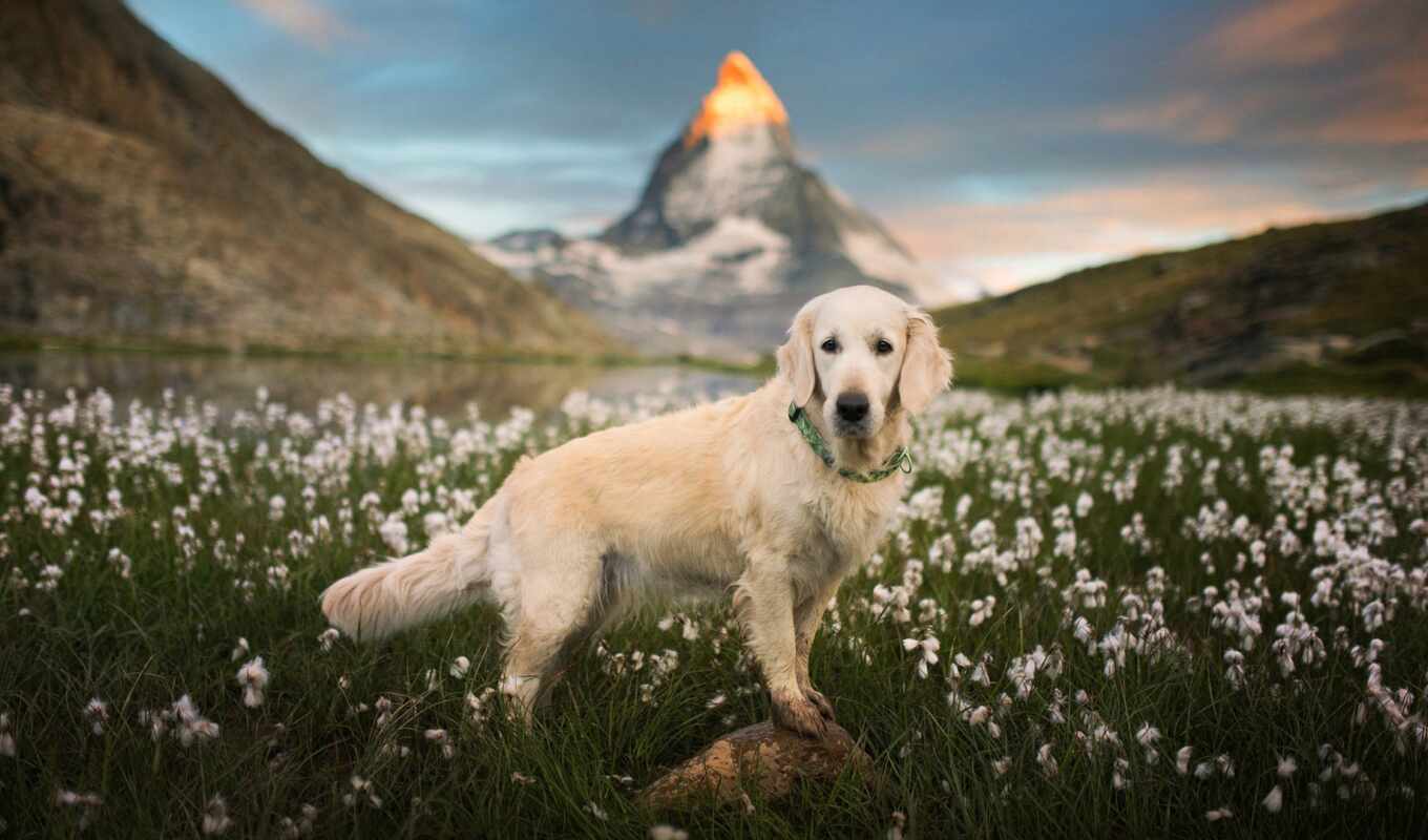sky, flowers, view, mountain, dog, Labrador, animal, images
