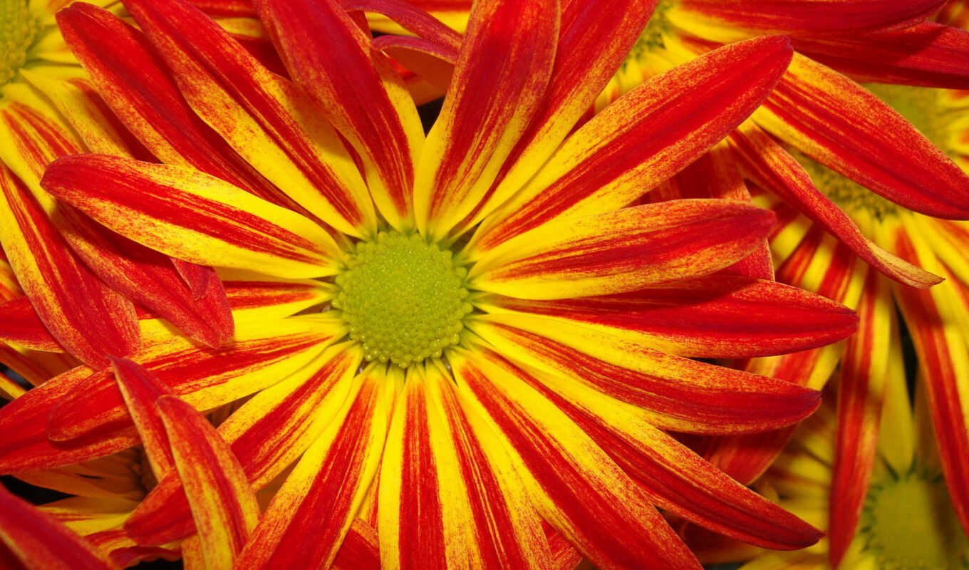 flowers, red, with, yellow, red, flora, petal