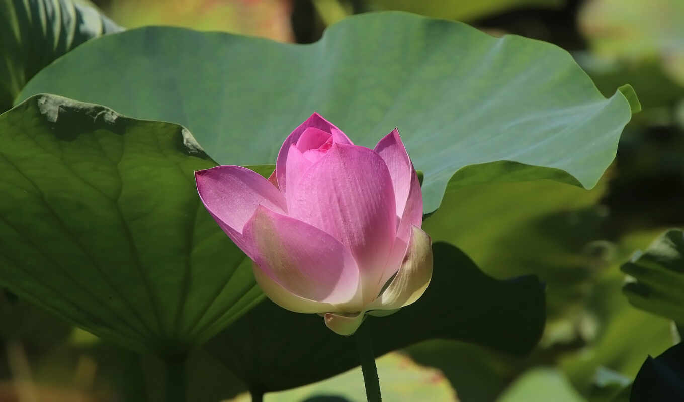 цветы, lotus, pixabay