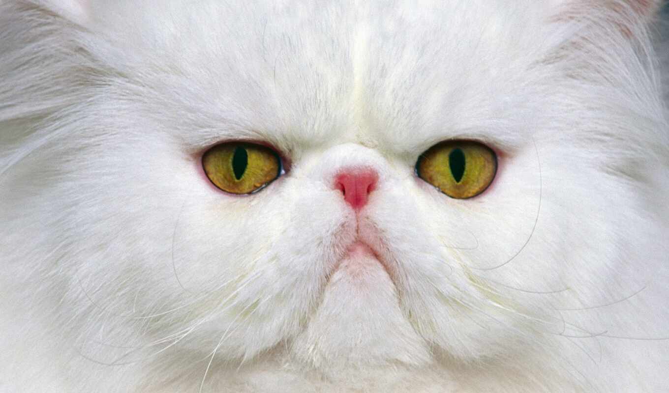 white, cat, animal, persian
