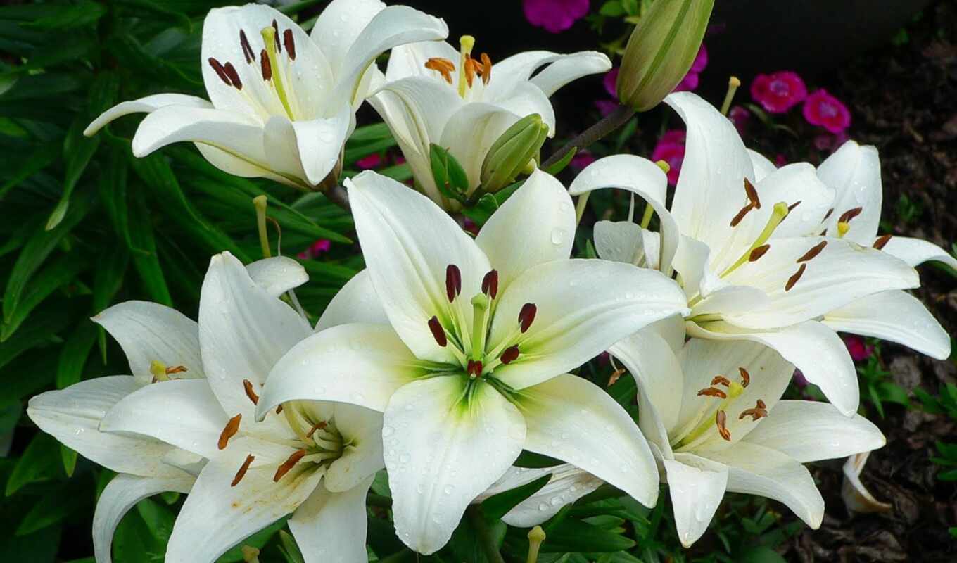 flowers, spring, plant, cut, lily, light bulb, italy, ground, grow up