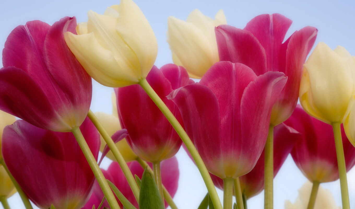 flowers, white, pink, tulips, stem