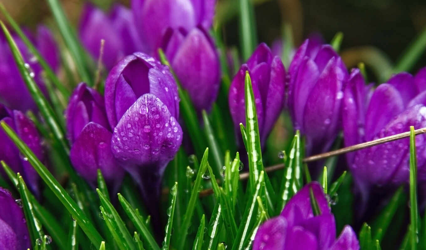 природа, цветы, капли, дождь, purple, листья, фиолетовый, flowers, зелень, роса, тюльпаны, крокусы, spring, растения, стебли, crocuses