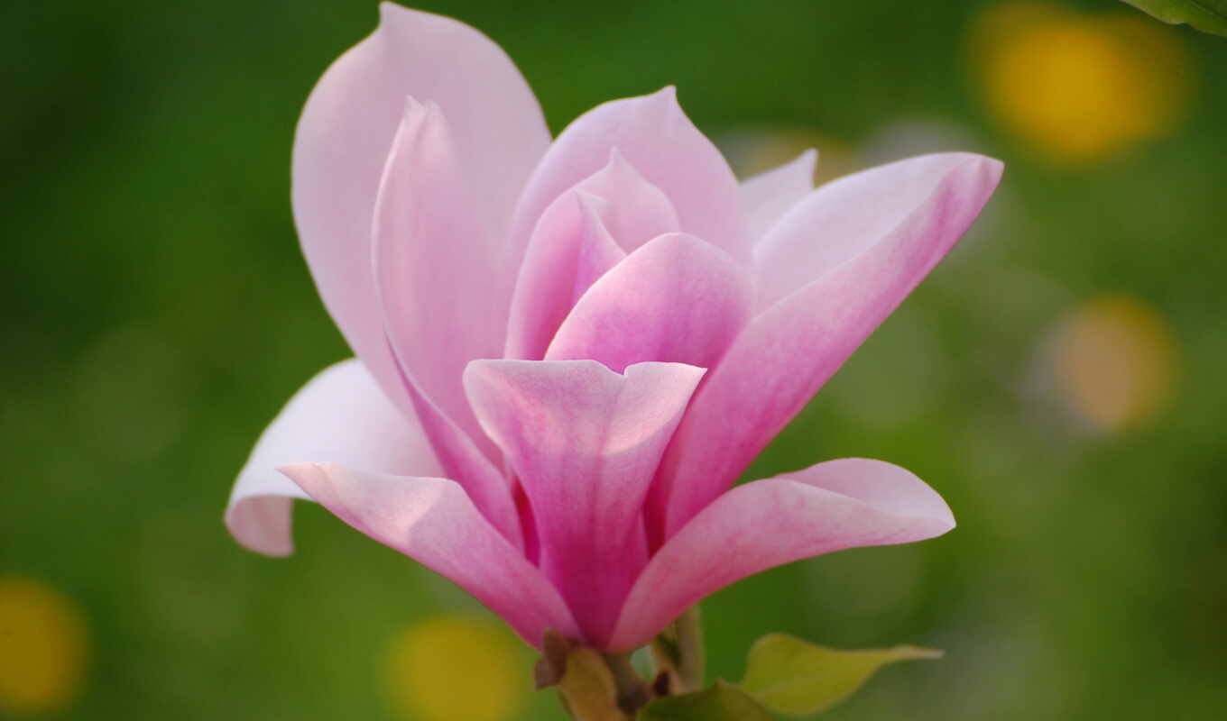 flowers, light, macro, petals, pink, magnolia