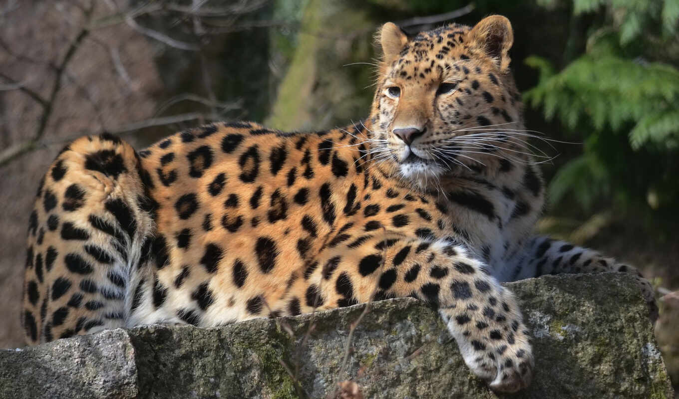 picture, see, leopard, muzzle, friday, paw, ass