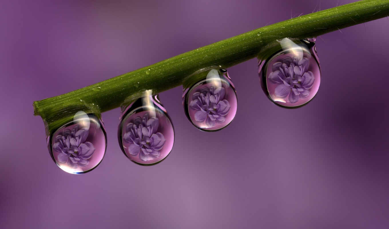 nature, drop, macro, purple, water, flowers, drops, dew, reflection