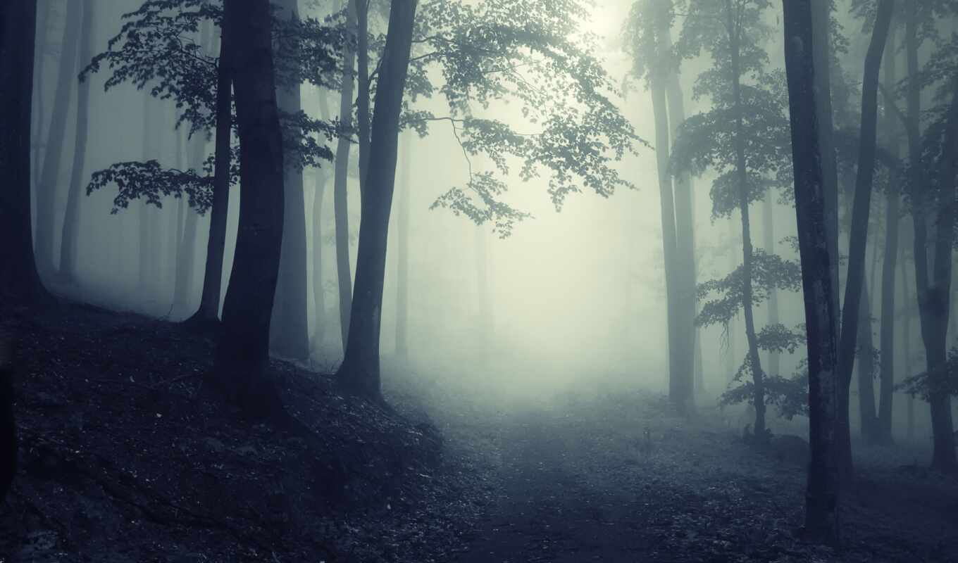 природа, лес, дорога, путь, trees, туман, mysterious, creepy, foggy, леса