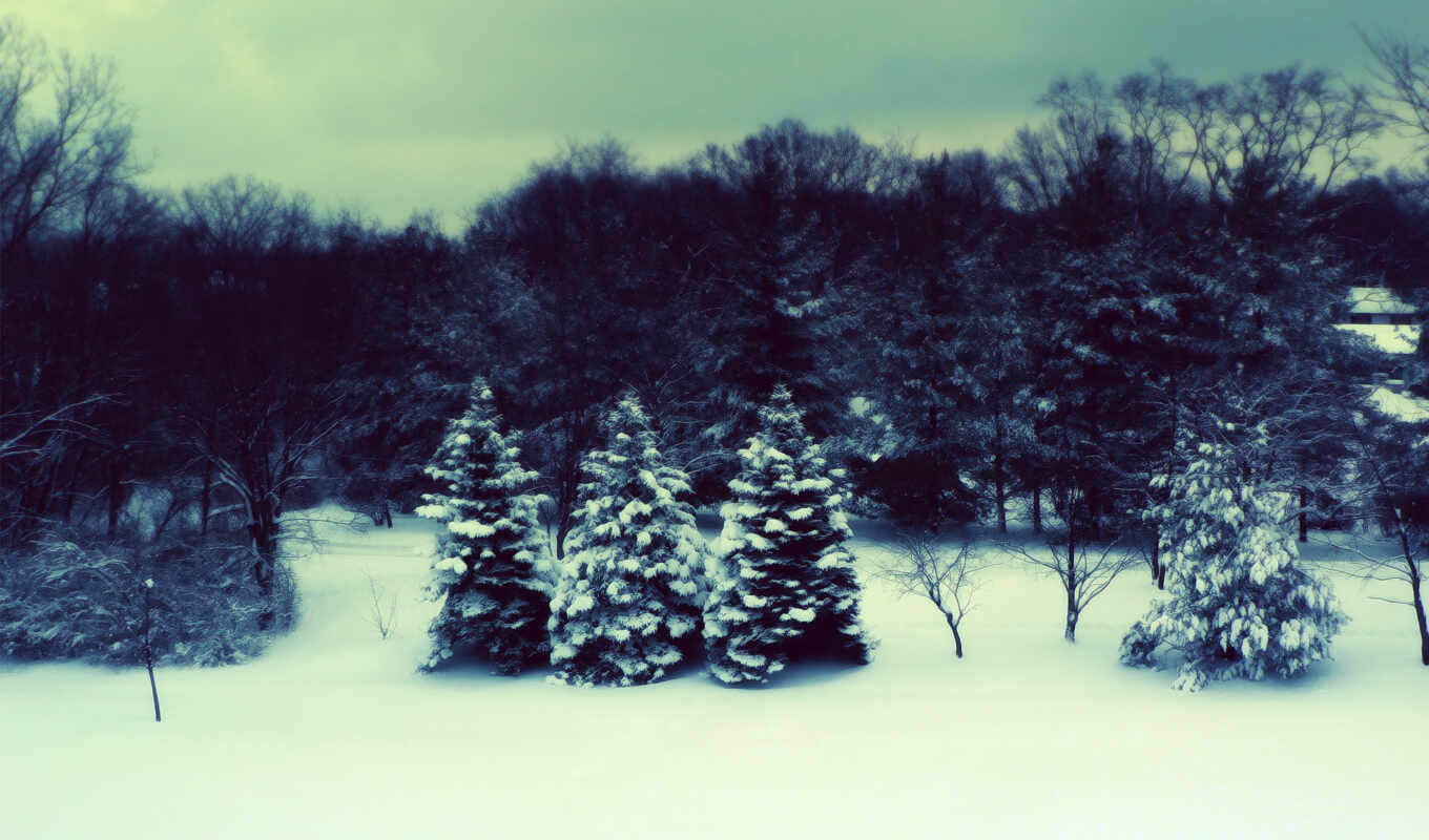 nature, large format, winter, Russian, christmas trees, snow
