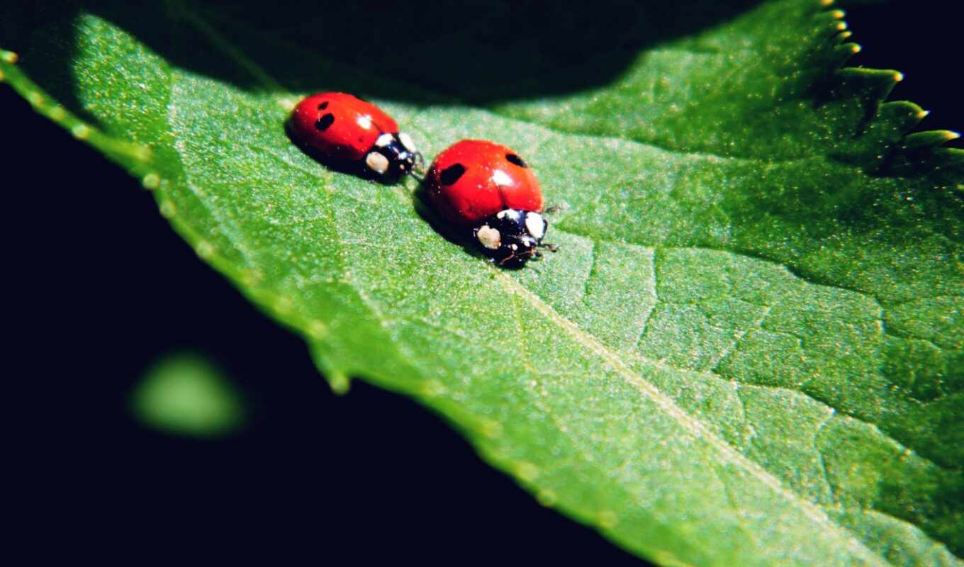 green, channel, animal, cover, two, ladybug, leaf, youtube