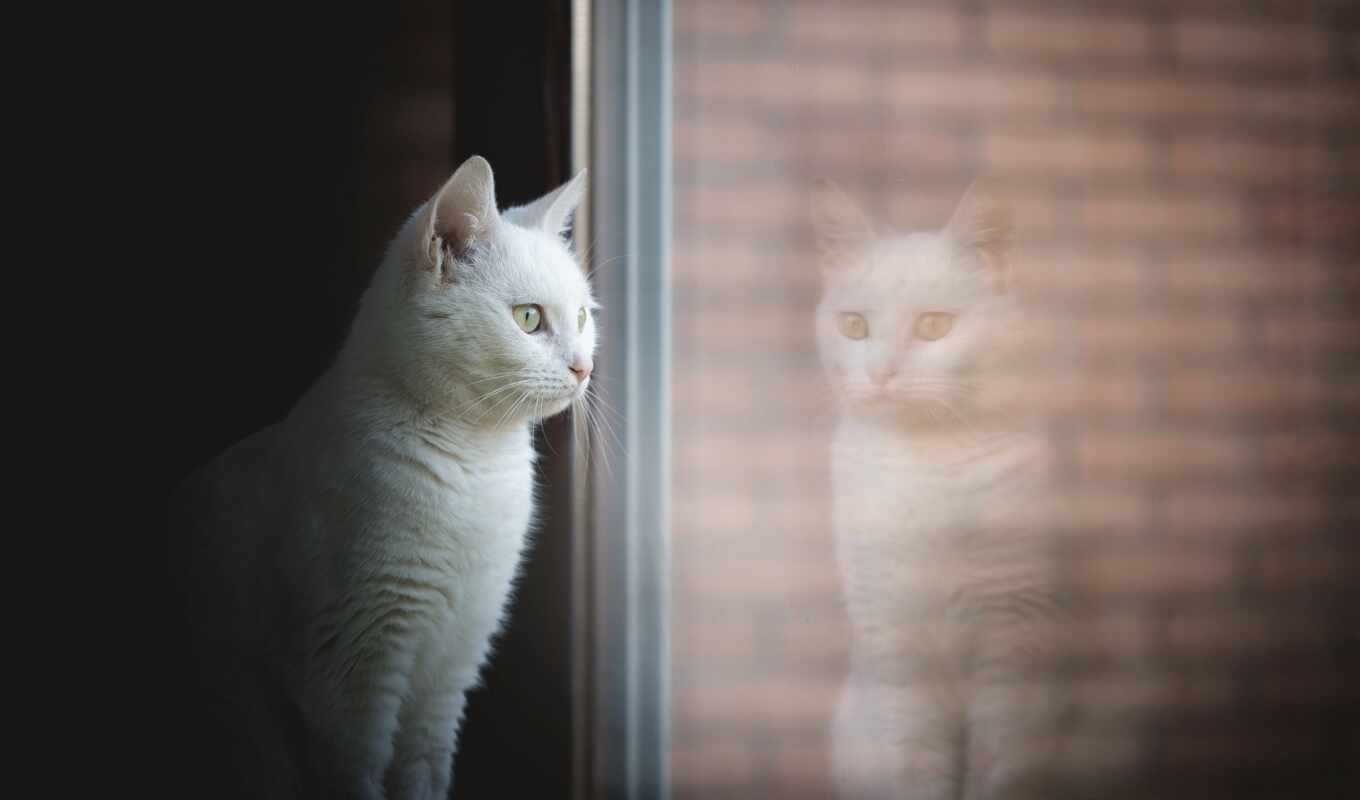 white, окно, кот, смотреть, pantalla, отражение, fondo, hewan, peliharaan, kuce, кв. м