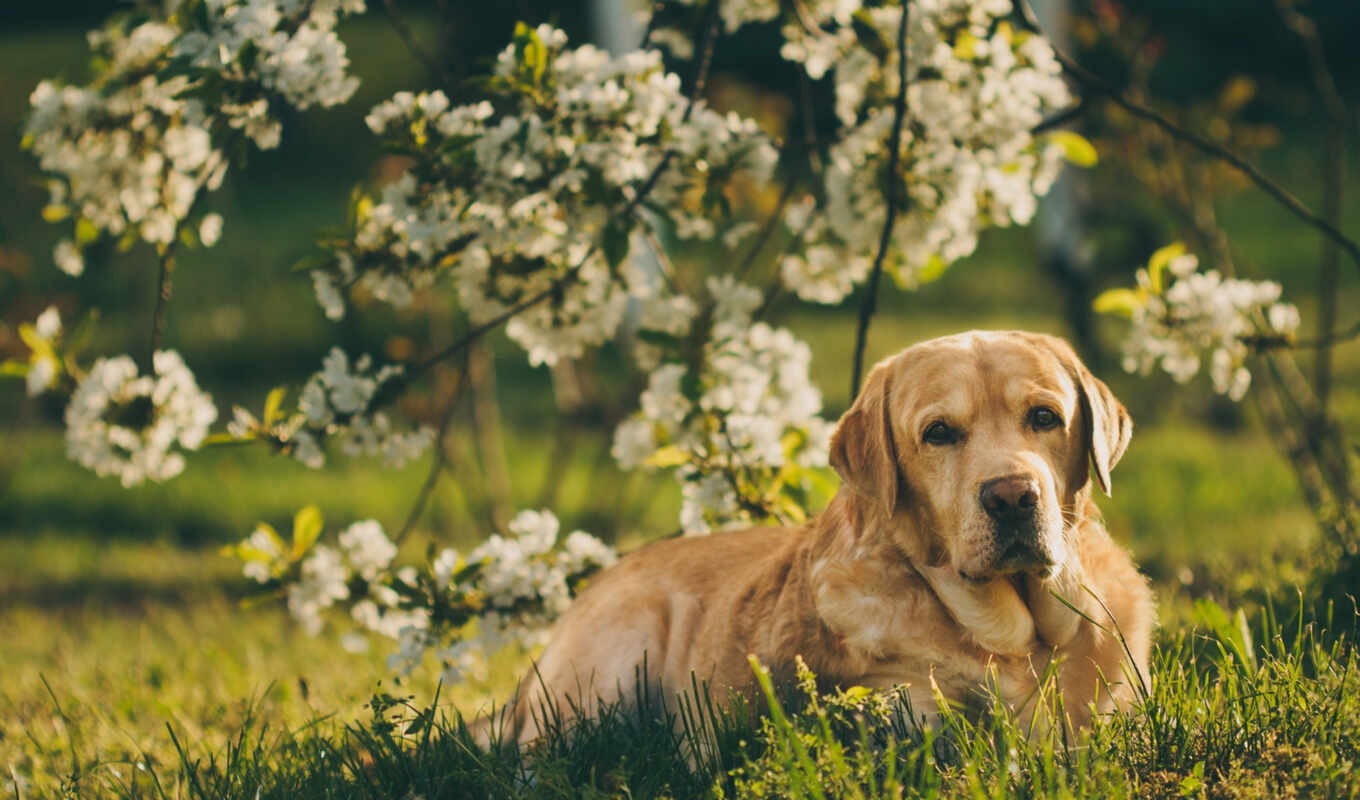 dog, golden, garden, branch, Labrador, spring, retriever