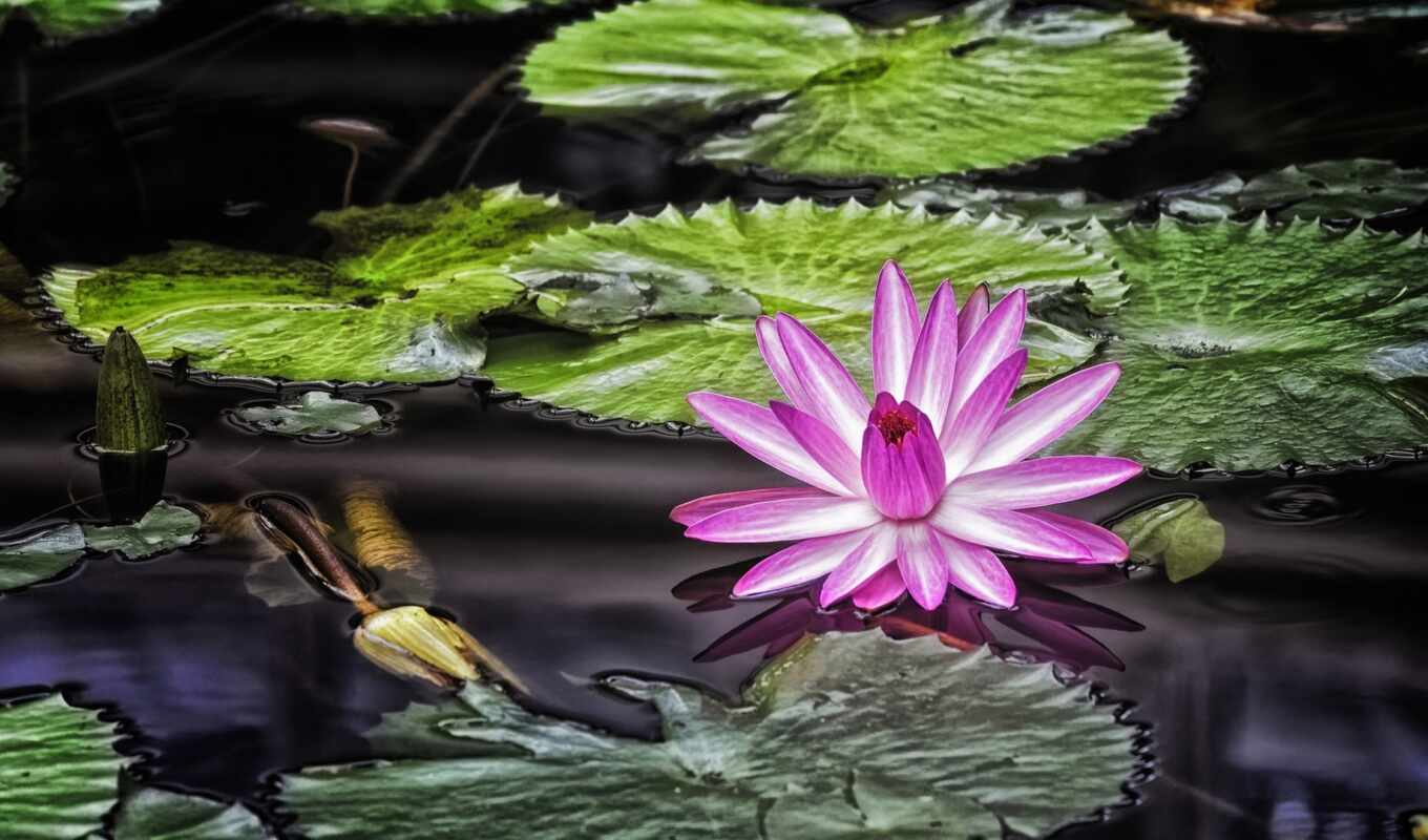 flowers, water, pink, lotus, lily, water lily
