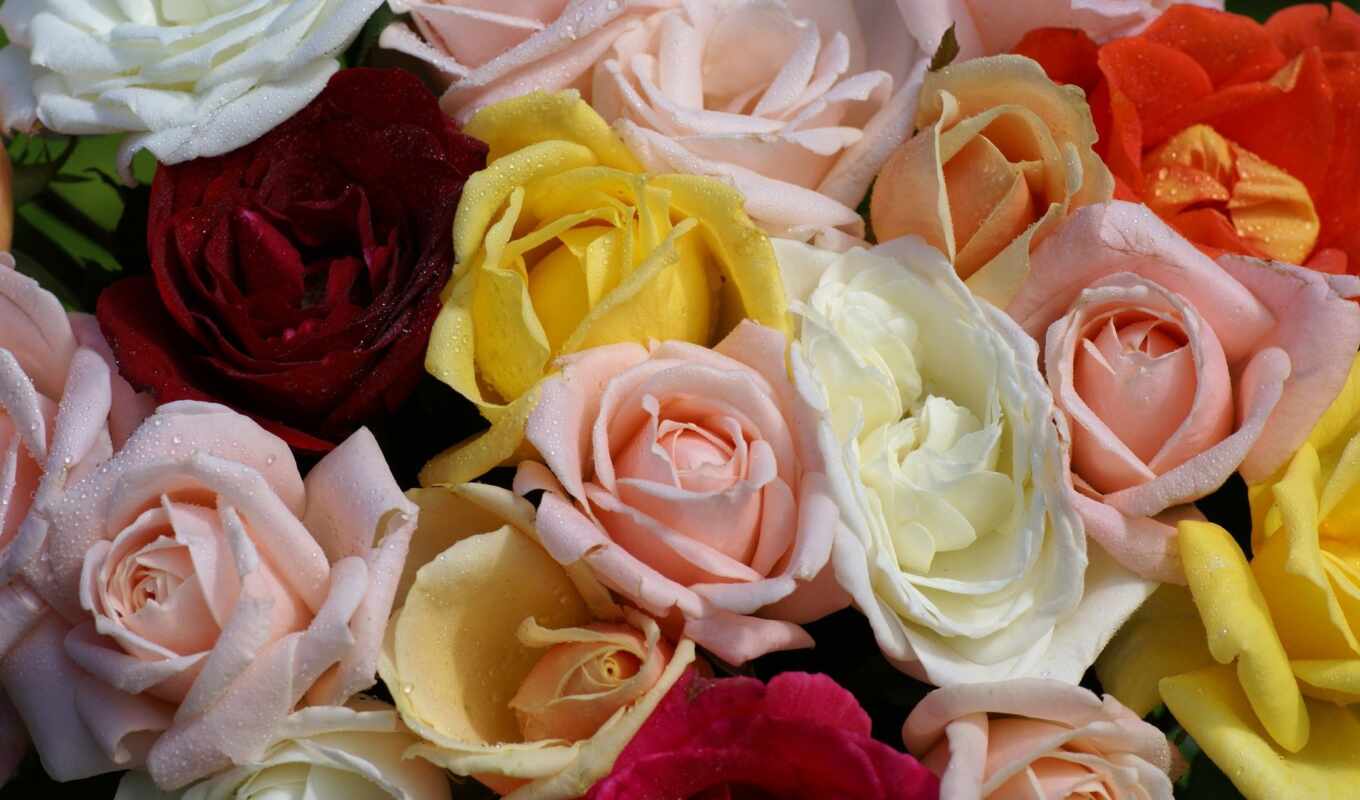 цветы, роза, mobile, white, красочные, розовый, yellow, взлёт