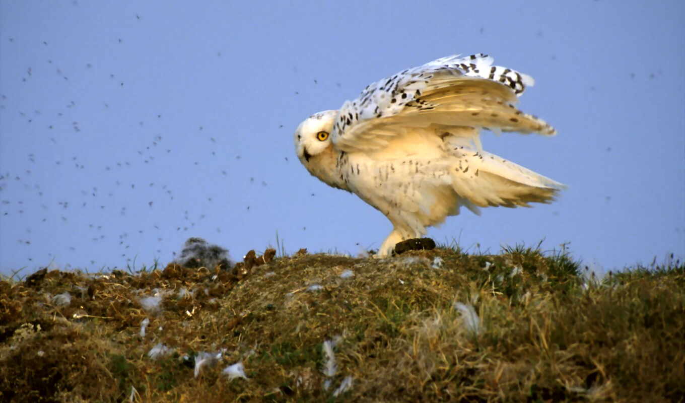 owl, bird, snowy