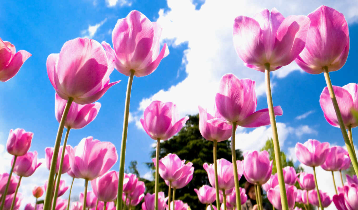 flowers, petals, field, pink, tulips
