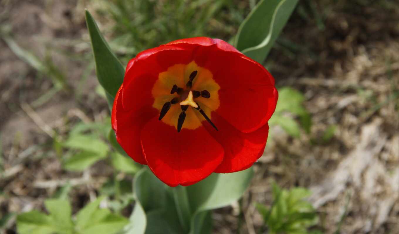 flowers, pin, tulips, tulip