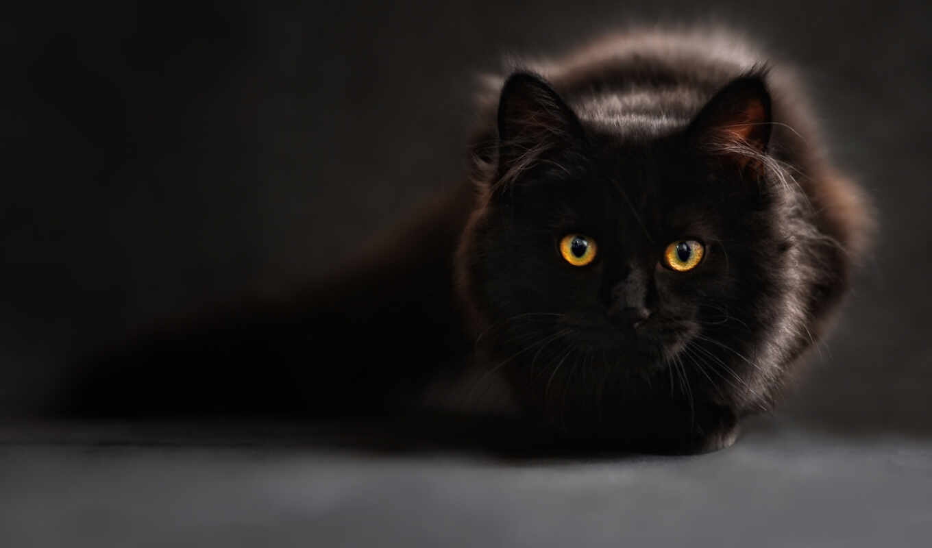 black, кот, eyes, глазами, котенок, zhivotnye, жёлтыми