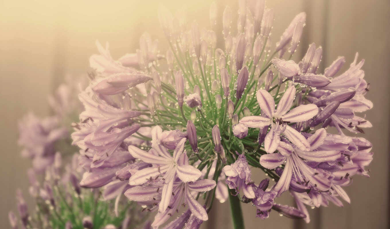 flowers, page, flowers, pink, inflorescence, elevation, agapanthus