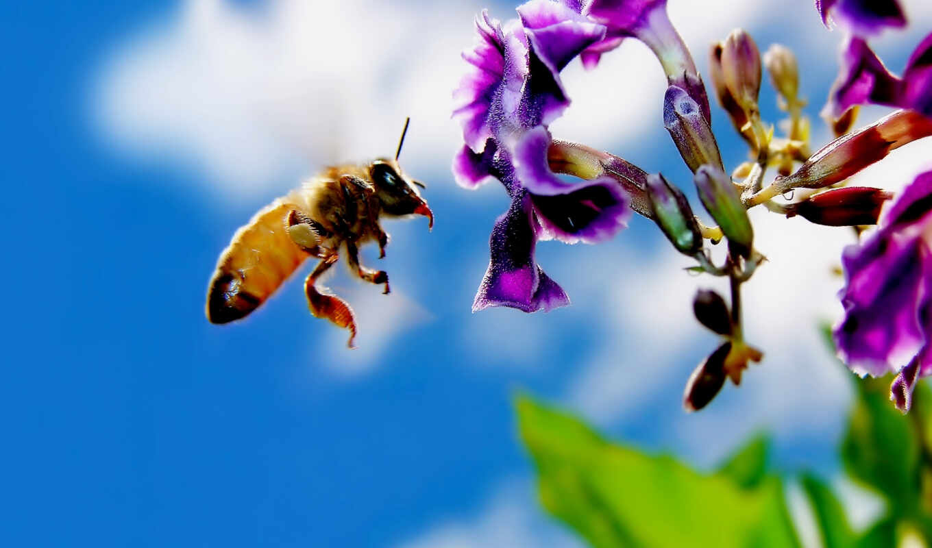 пчелка, мед, пчел, ха, аромат, нектар, опыление, пчелы, sanriss