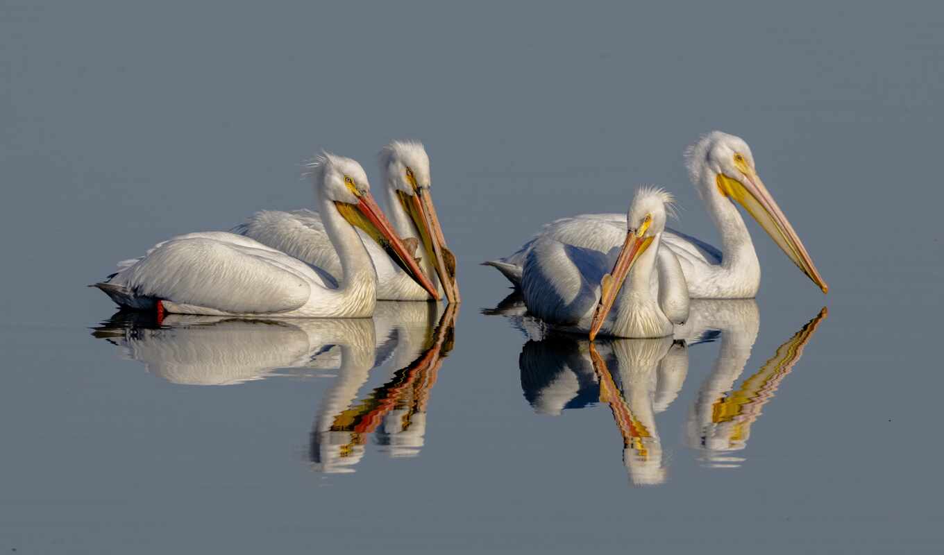 птица, отражение, pelican