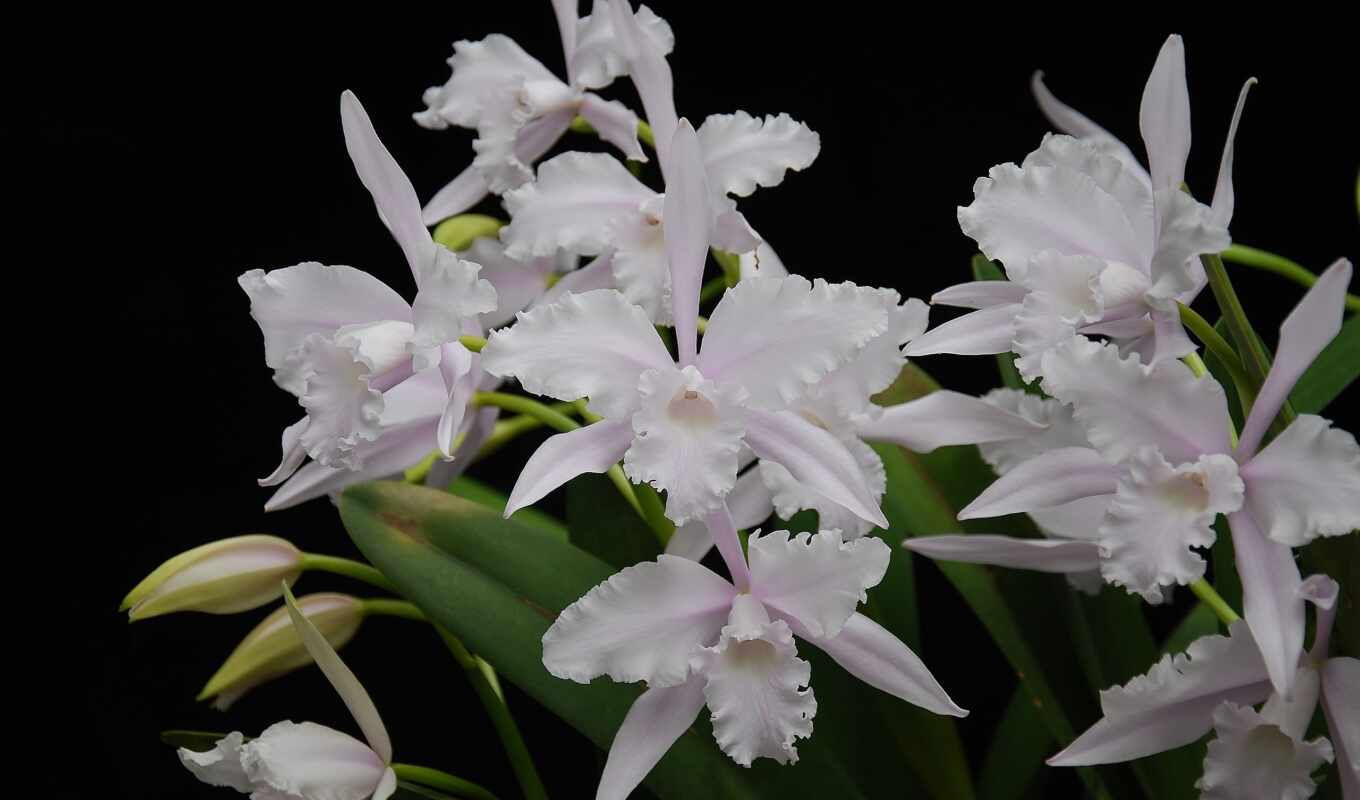 цветы, parede, white, лепесток, яркий, орхидея, букет, exotica, orquídea, крупного рогатого скота