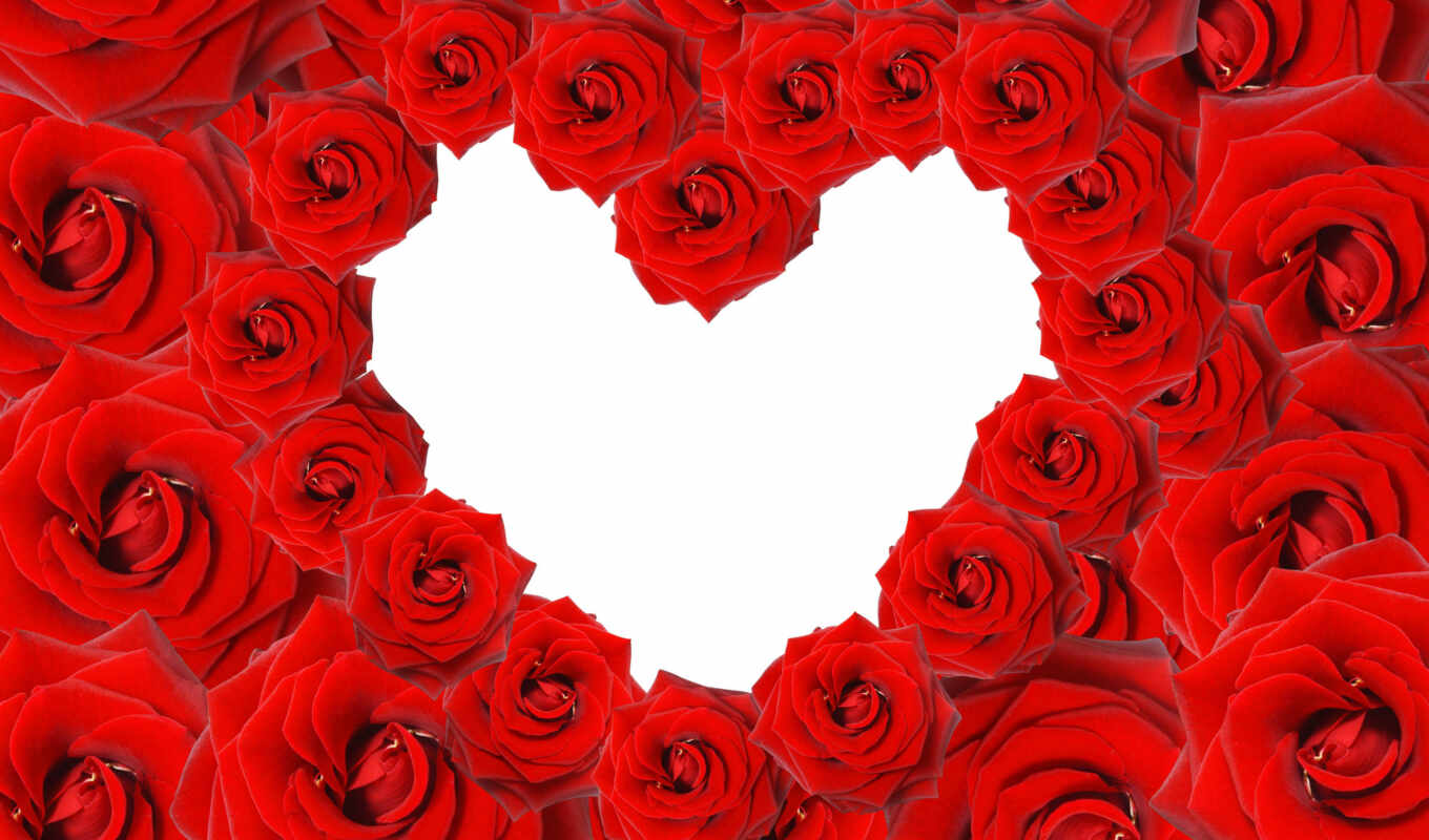 rose, love, white, red, red, heart, day, petal, zhenya, arabic, zawjatus