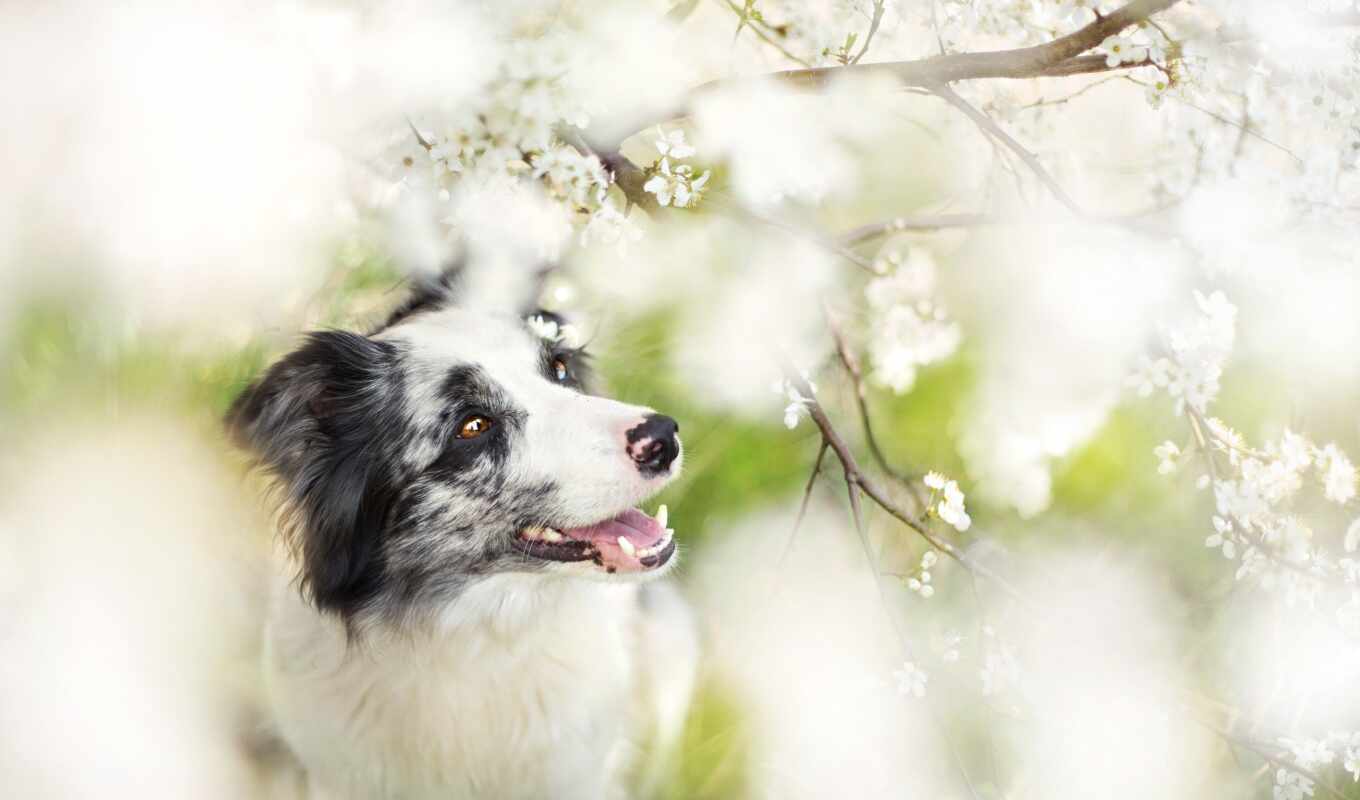 dog, puppy, spring, emotions