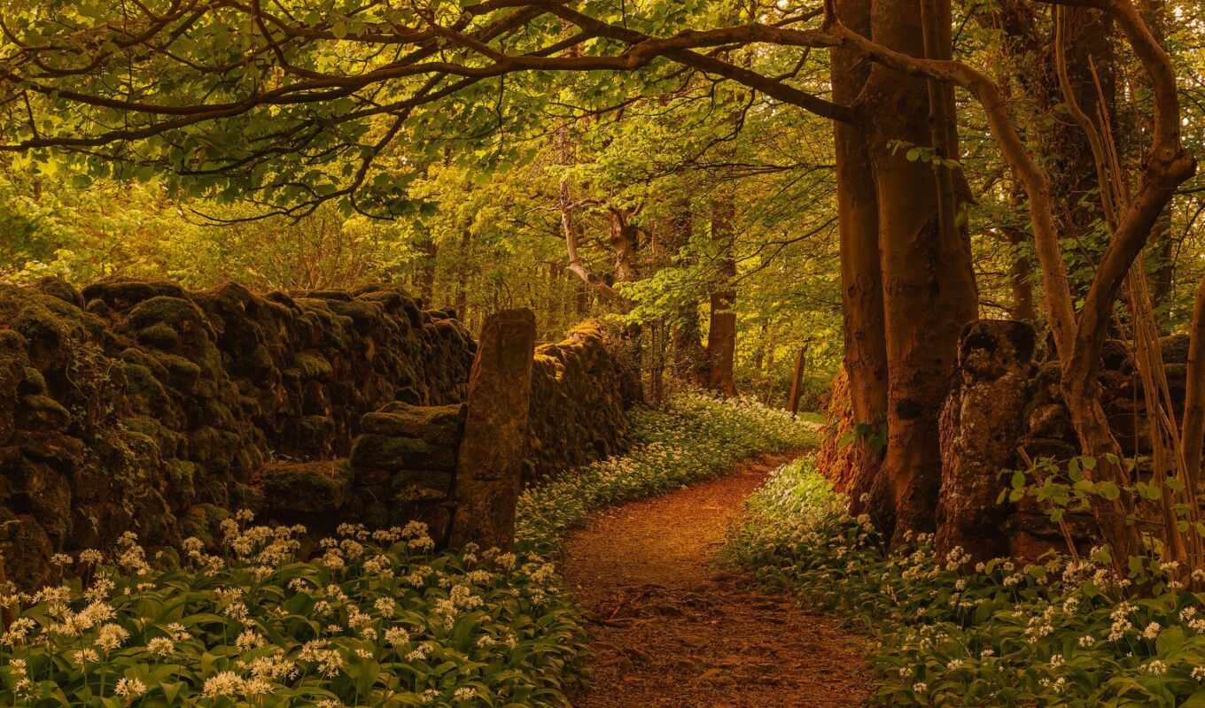 flowers, forest, uk, path, because