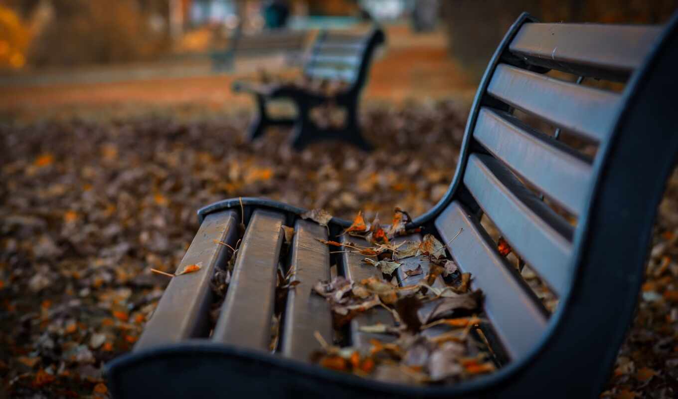 дерево, осень, park, скамейка