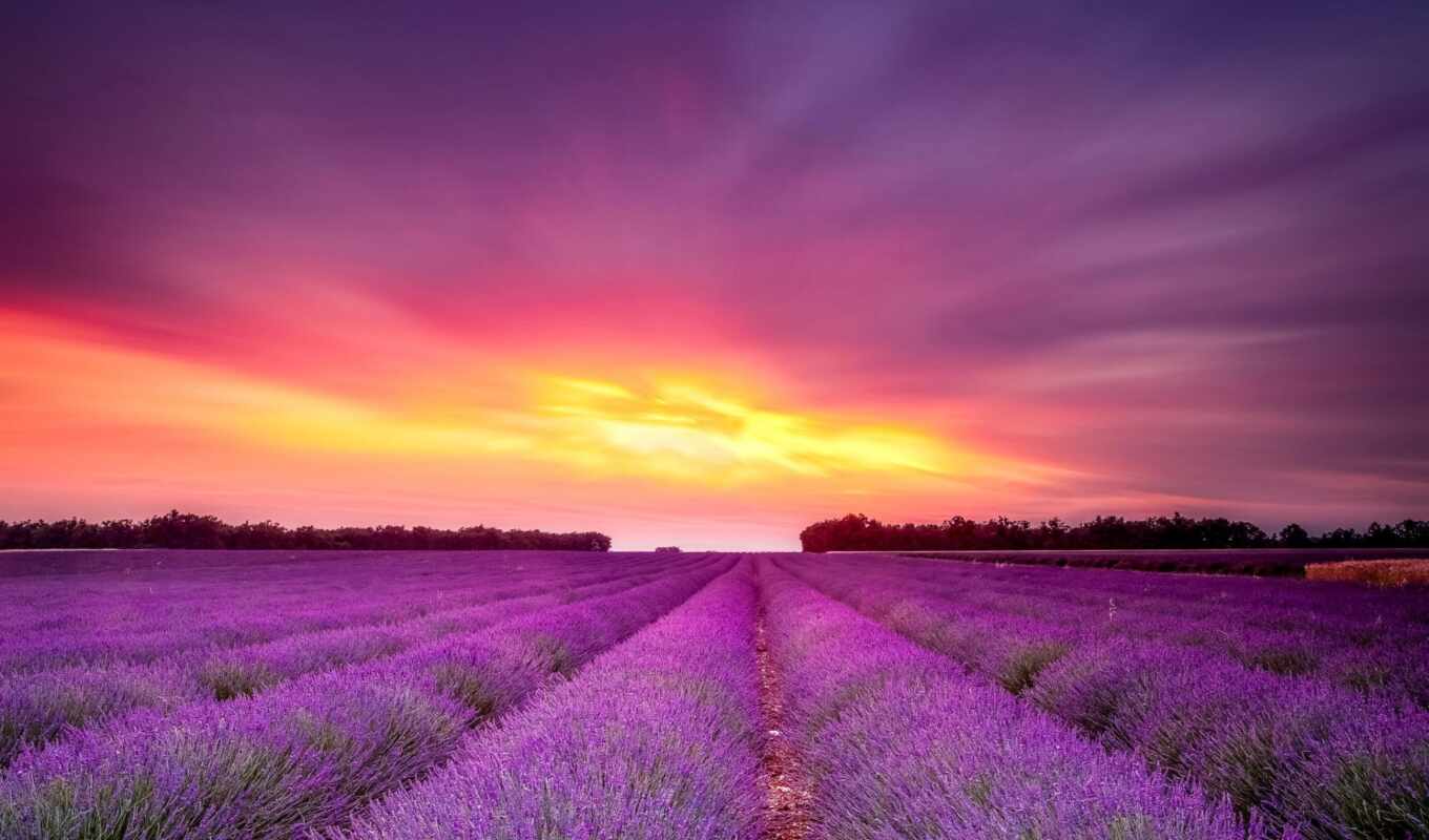 цветы, purple, поле, fast