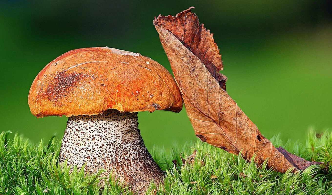 mushroom, mycelium