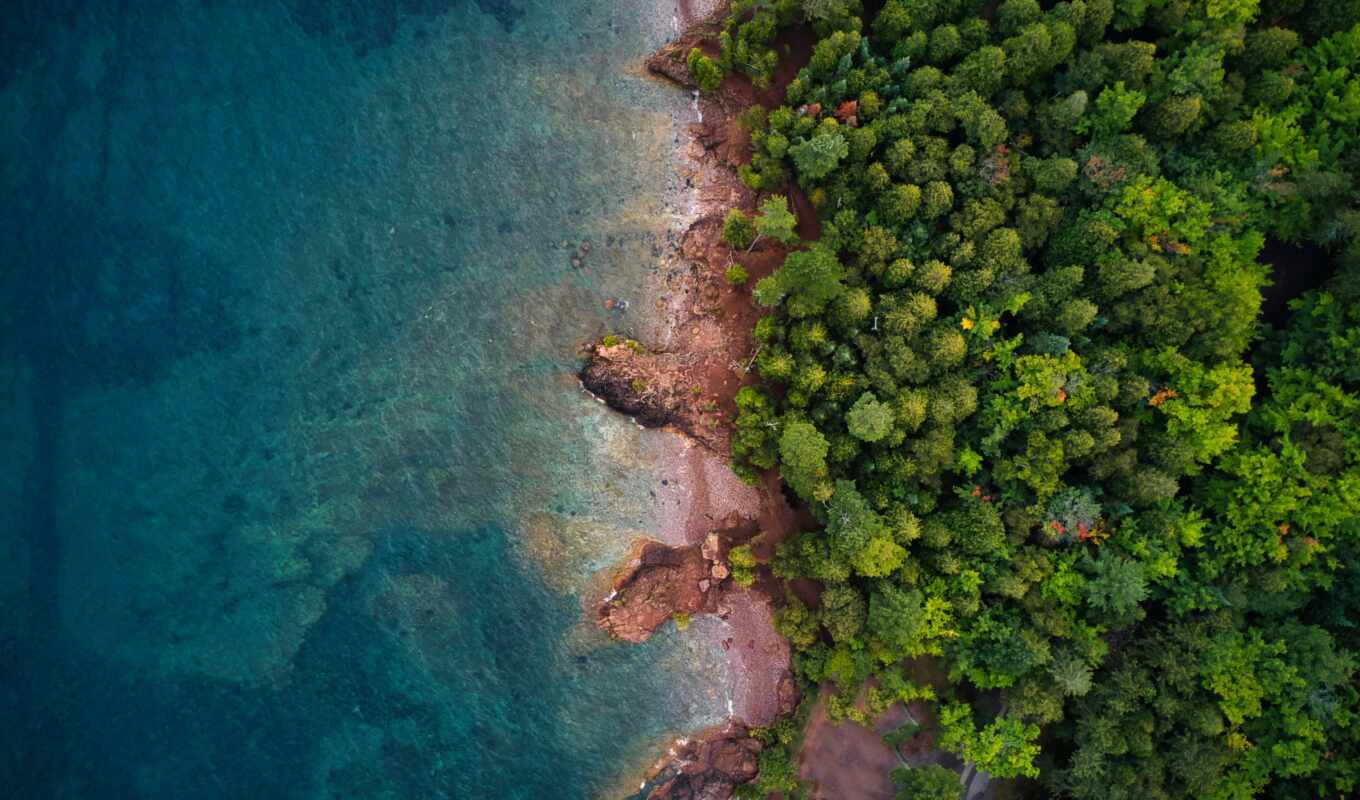 forest, sea, top view