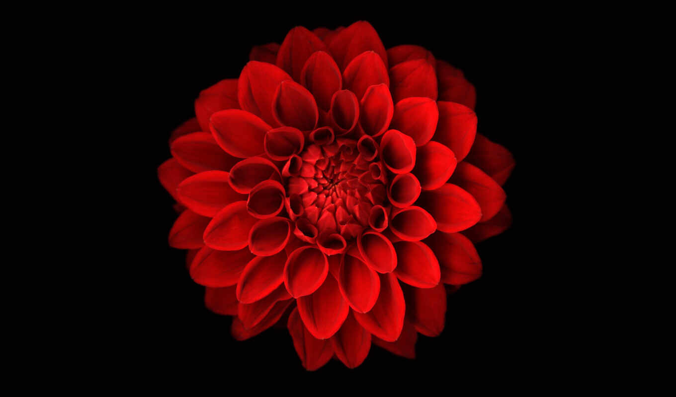 flowers, fone, large format, black, Red, red, roses, pink, dahlia