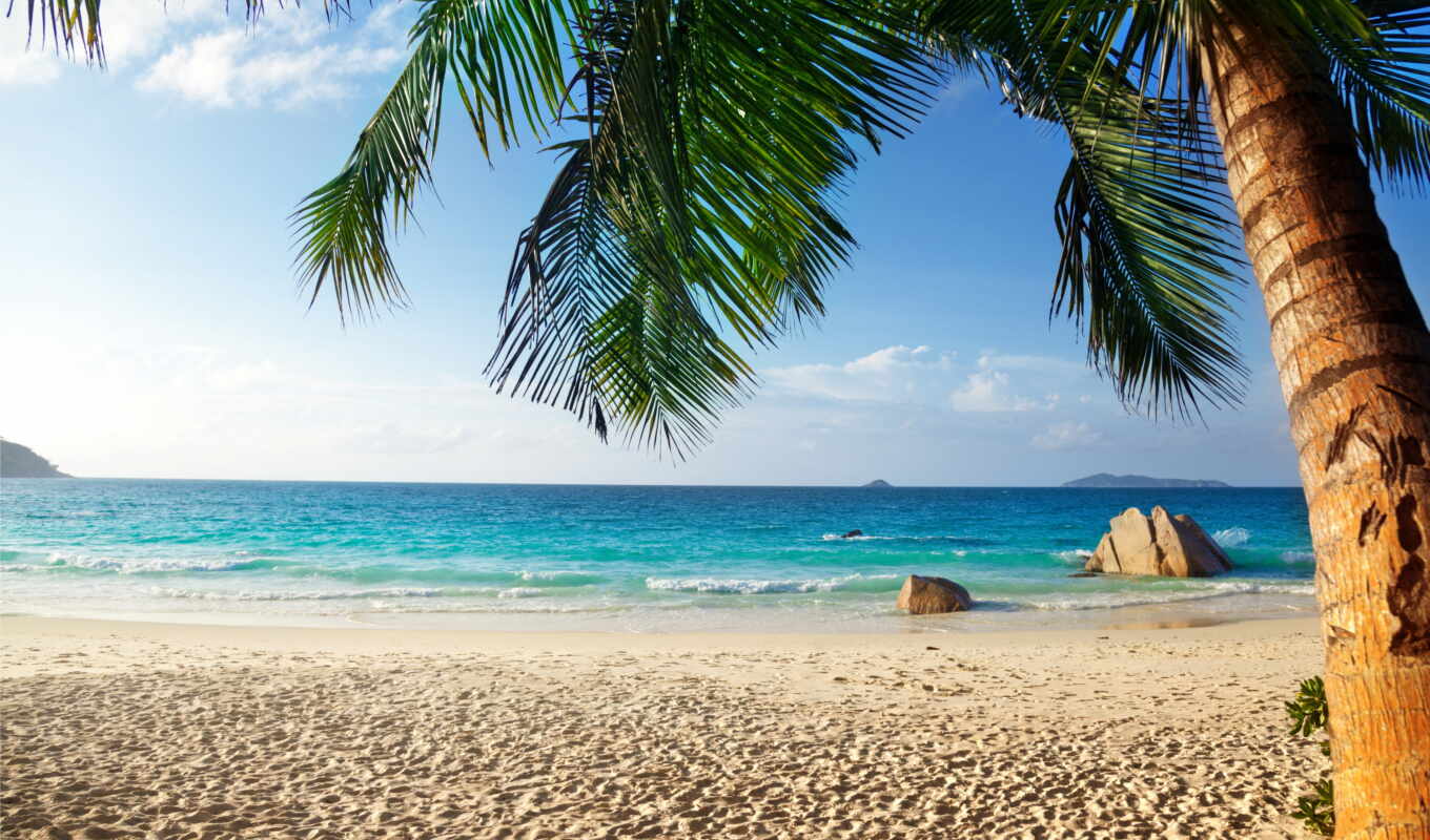 nature, summer, beach, sea, palm trees, ocean, tropical, paradise, tropics