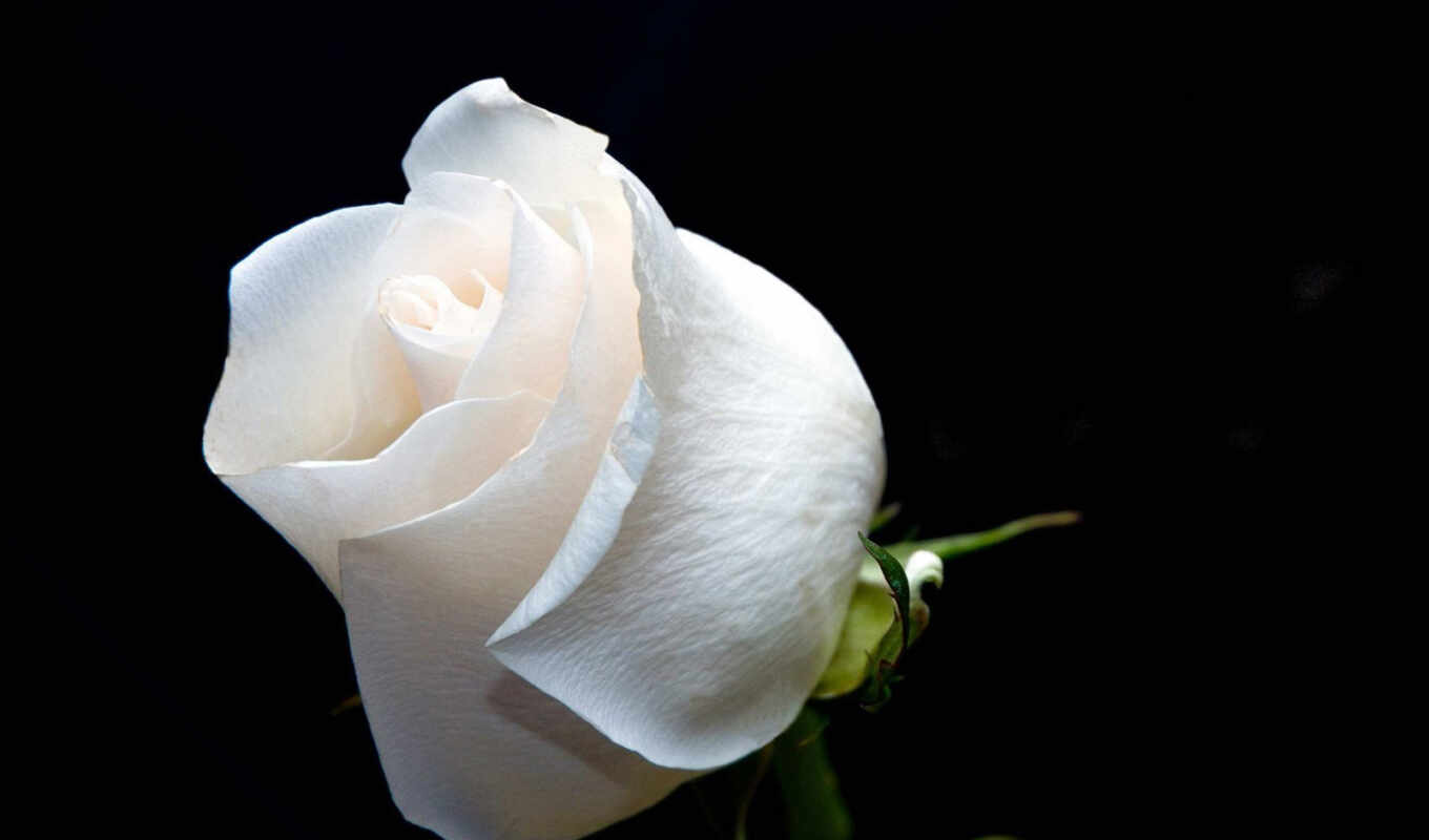 роза, white, roses