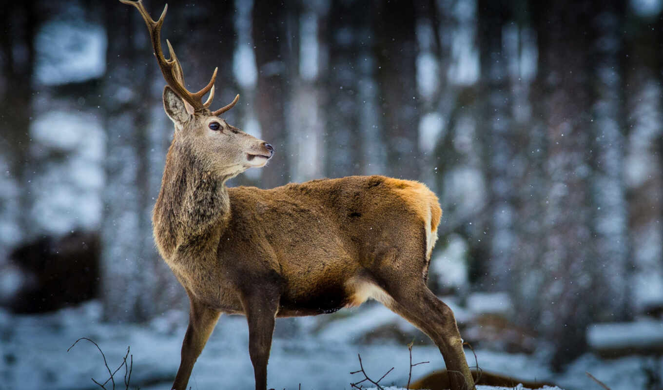 nature, snow, forest, doe, wild, zhivotnye, reindeer